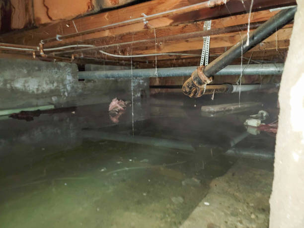 Best Water damage mitigation services  in Hudson Lake, IN